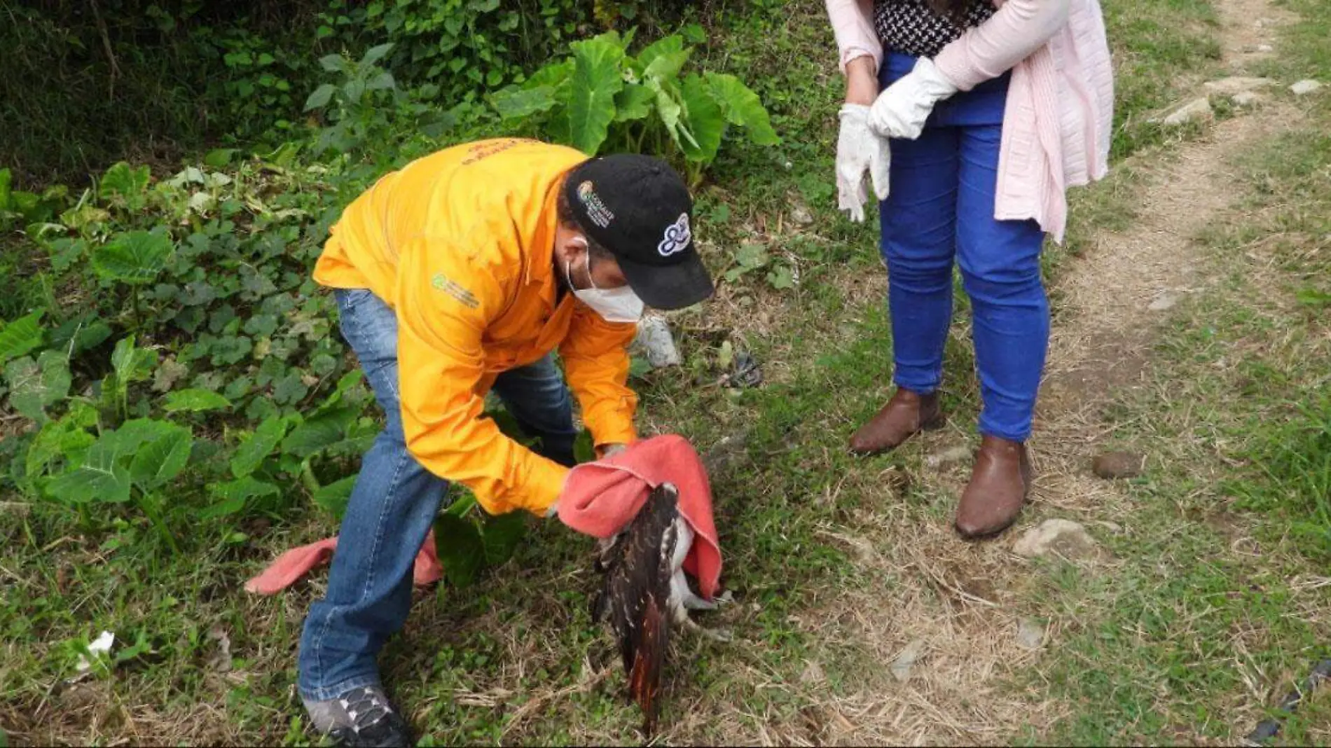 rescatan aguila en Huauchinango